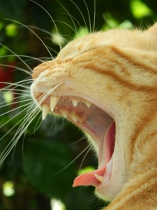 Wirkungsweise und Pflegehinweise von Katzenschreck Pflanzen