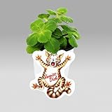 Coleus canin – Verpiss-Dich“-Pflanze – 3 Pflanzen - 2